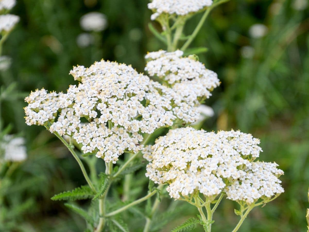 Yarrow Flowers