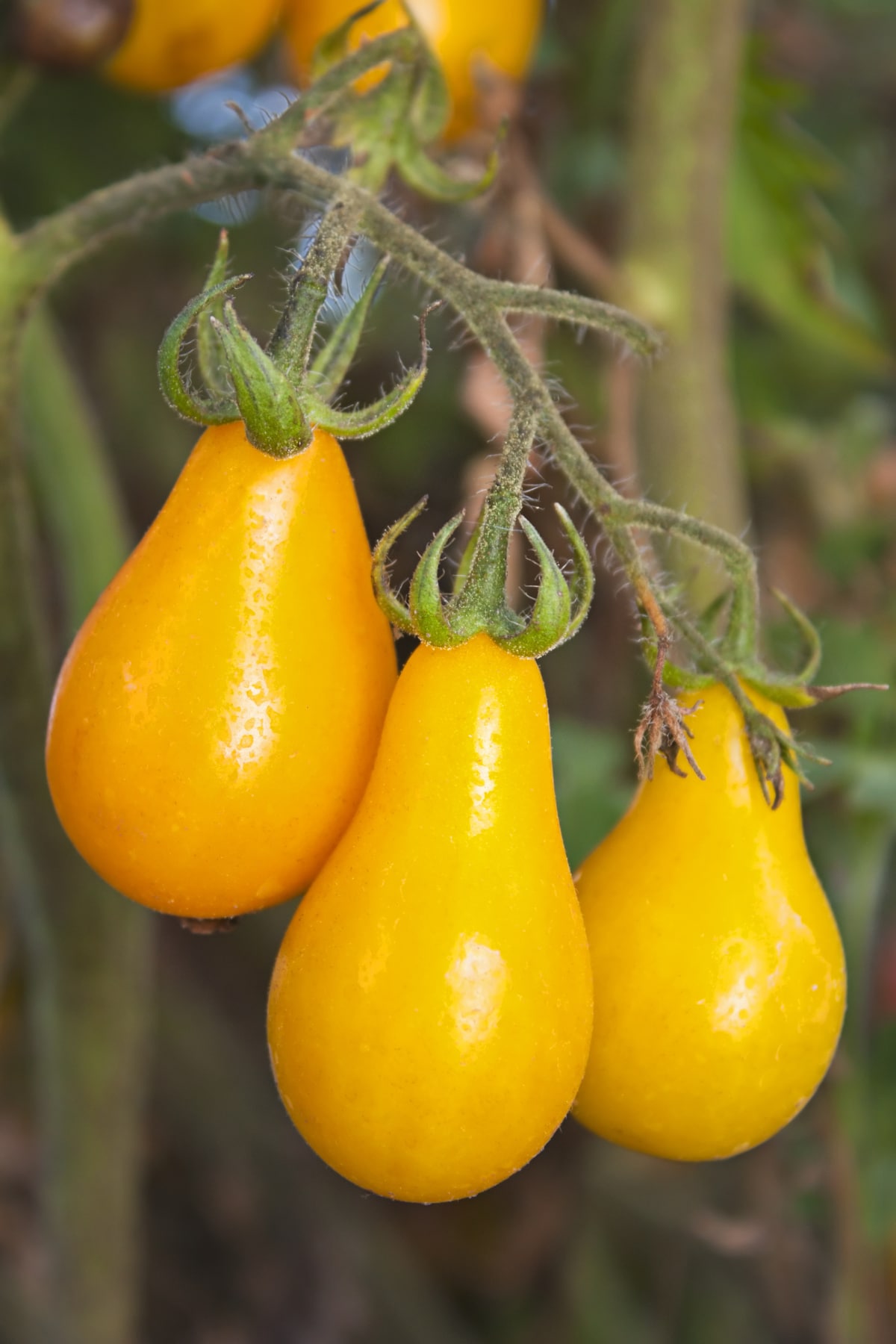 Yellow Pear Tomatoes