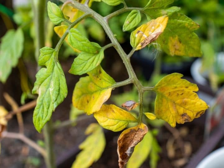 14 Tomato Growing Mistakes New Gardeners Make Gardening