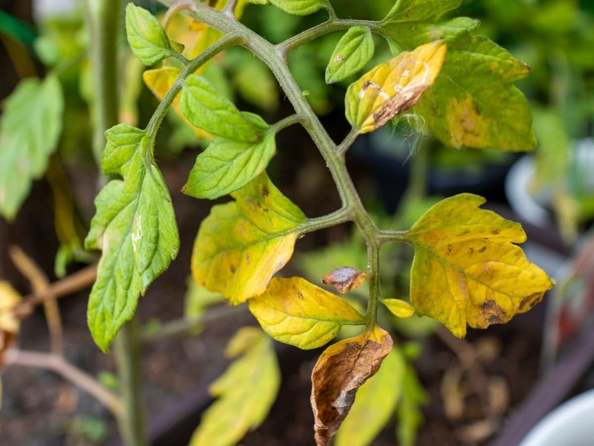 Yellowing leaves on a Tomato plant