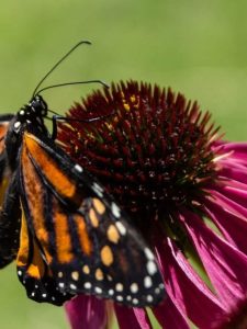 Butterfly in the garden