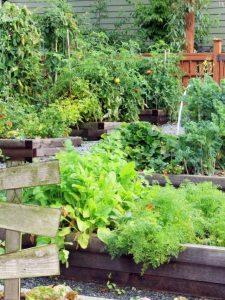 Thriving veggie patch