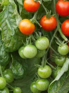 Happy and Healthy Tomato Plant