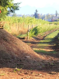 A pile of sawdust next to the garden