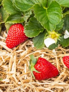 Straw with strawberries