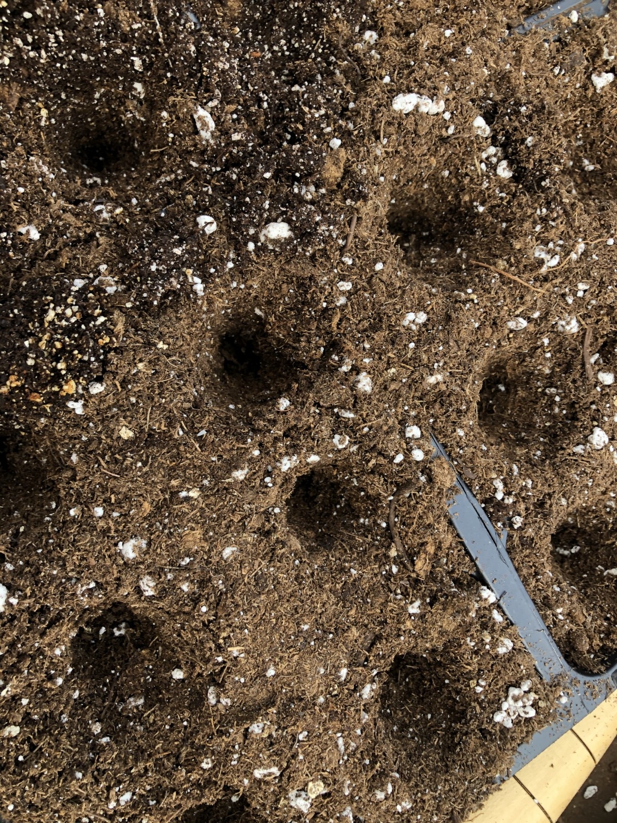 Cell packs with holes for planting seedlings.