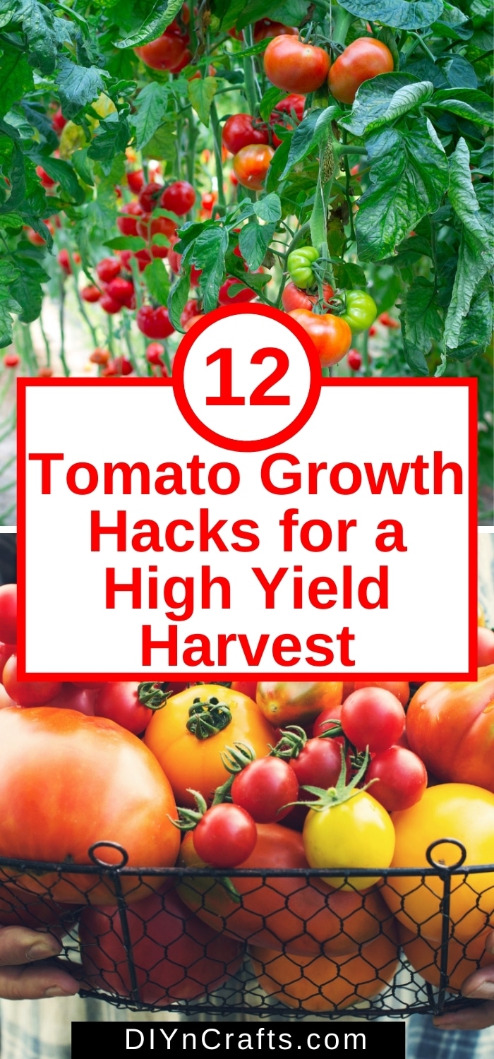 12 Tomato Growth Hacks for a High Yield Harvest Gardening