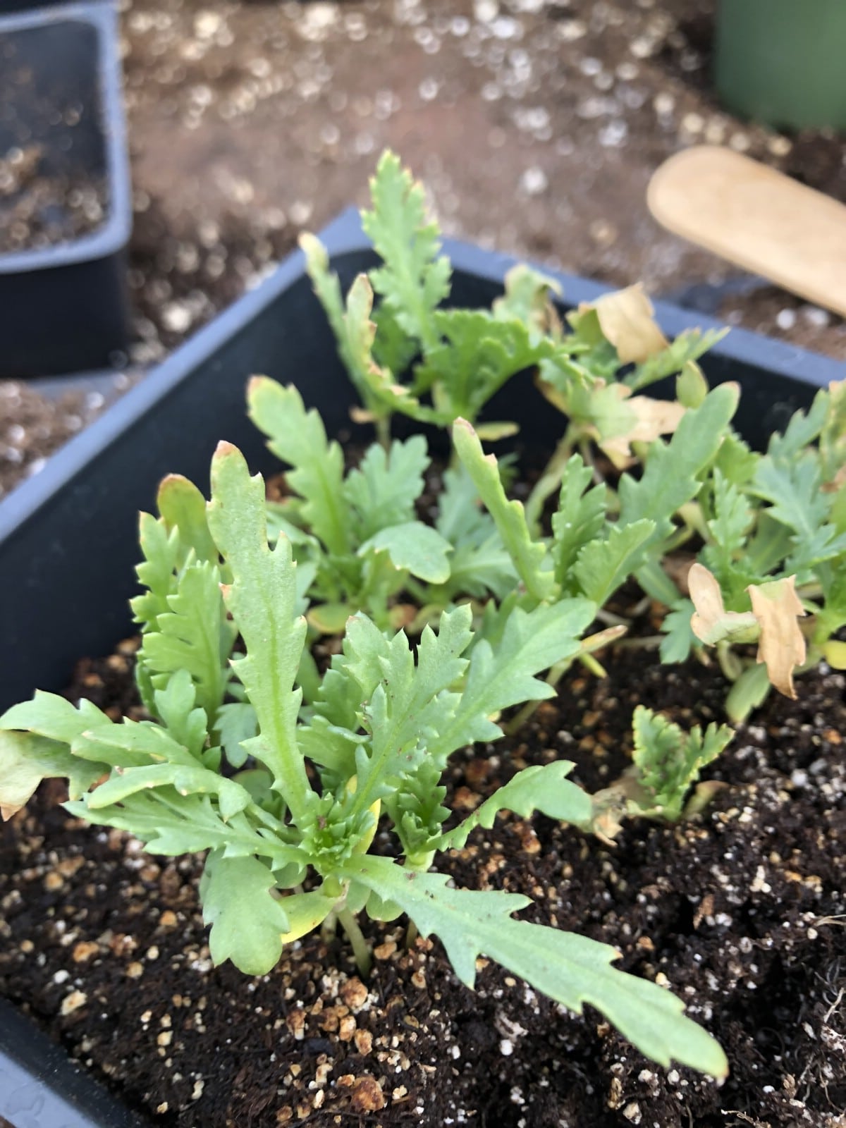 Chrysanthemum seedlings in germination pot