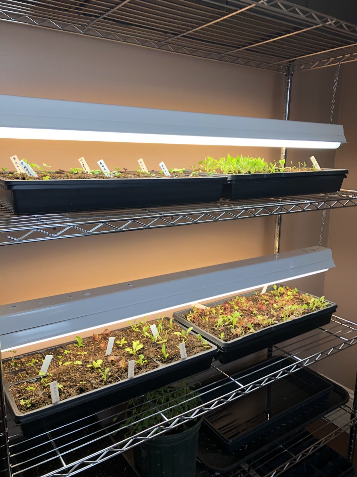 Garden transplants under grow lights