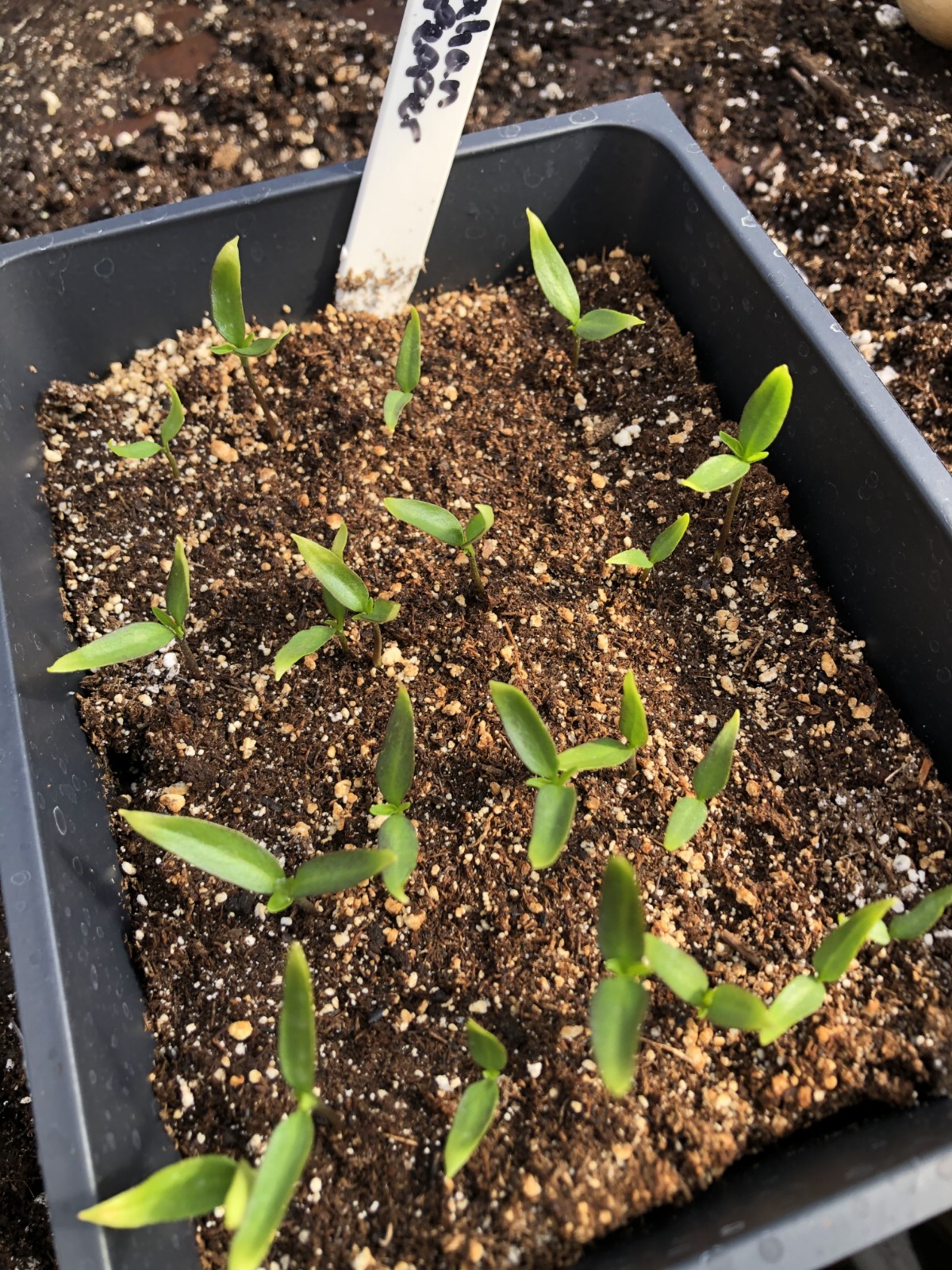 Pepper plants in germination tray