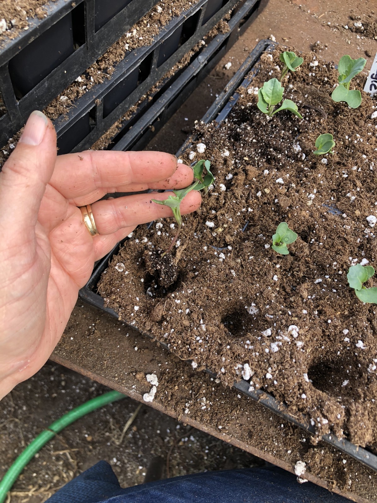 Setting seedlings in holes in plant cell