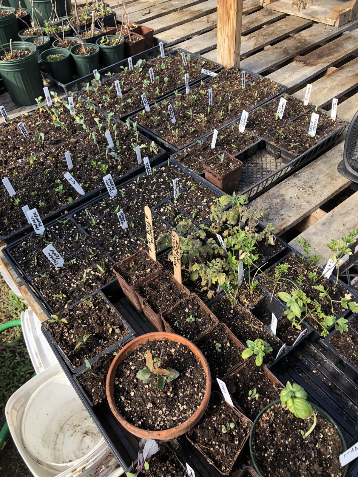 garden plants potted up