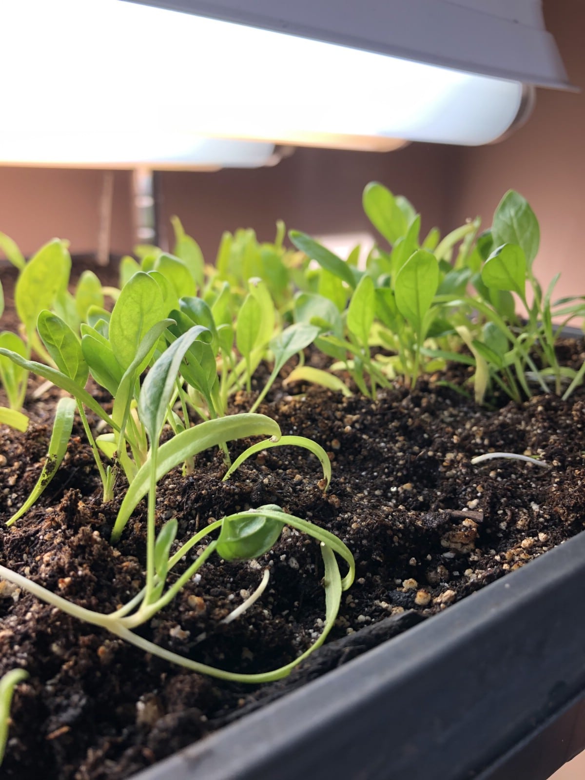 Spinach seedlings ready for potting up