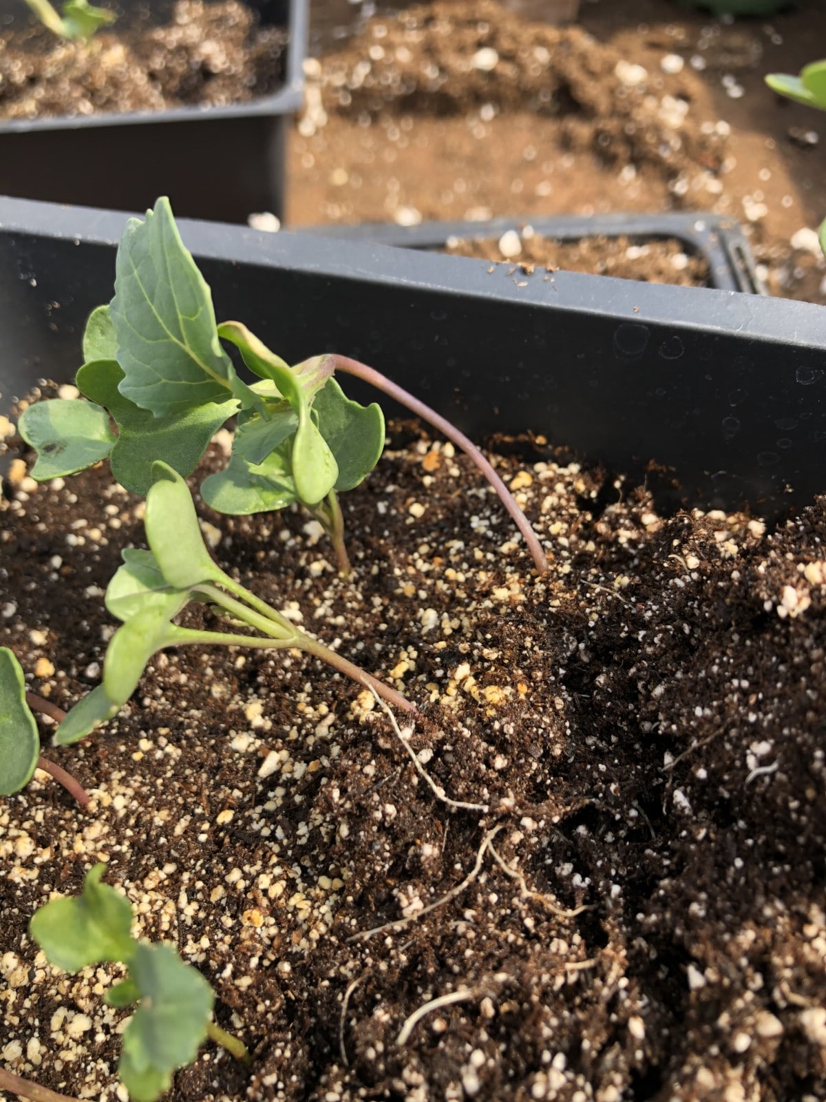 Crowded seedlings need potting up