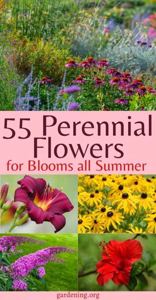 55 Perennial Flowers