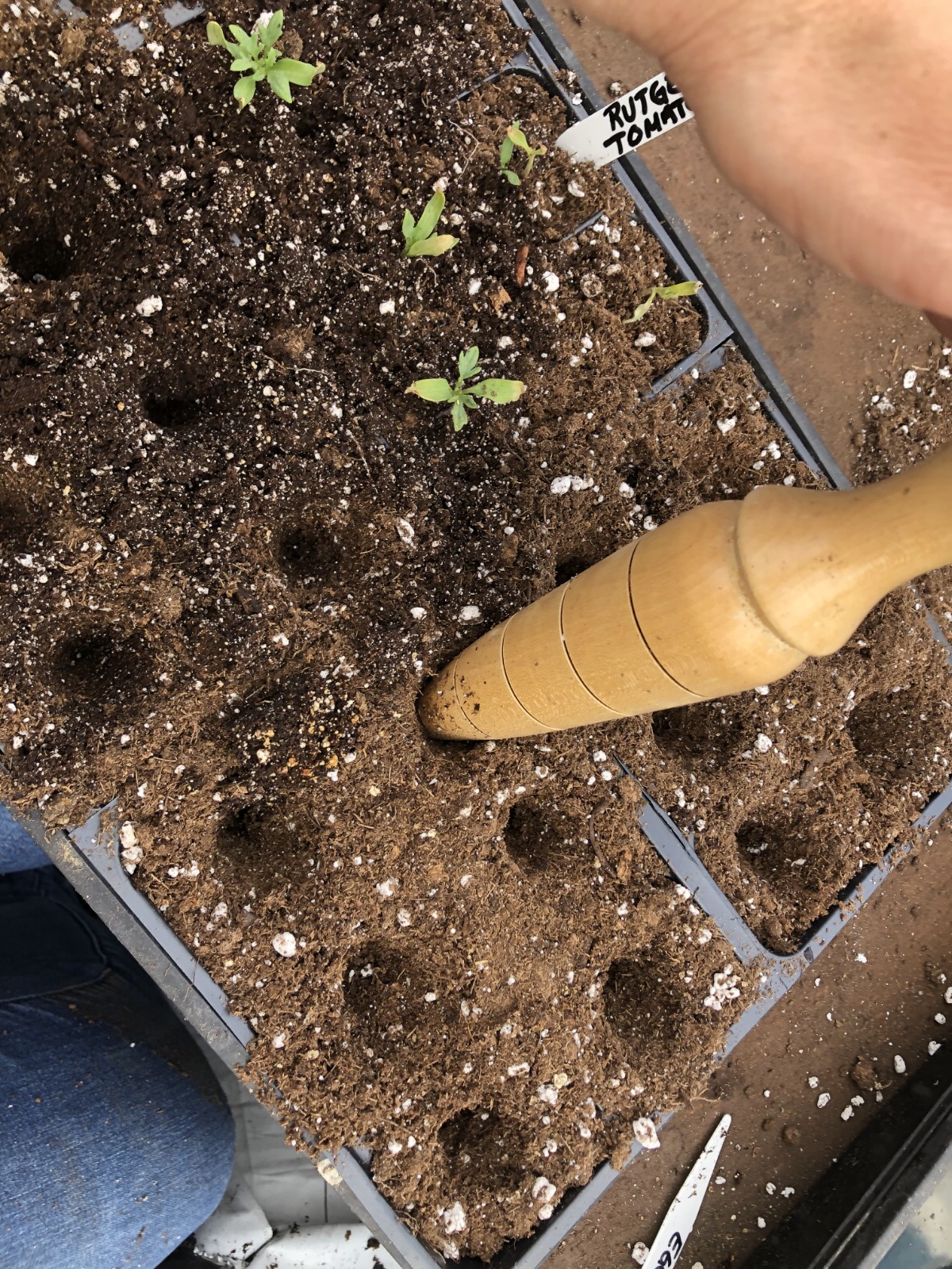 Seed dibble making holes for potting up transplants