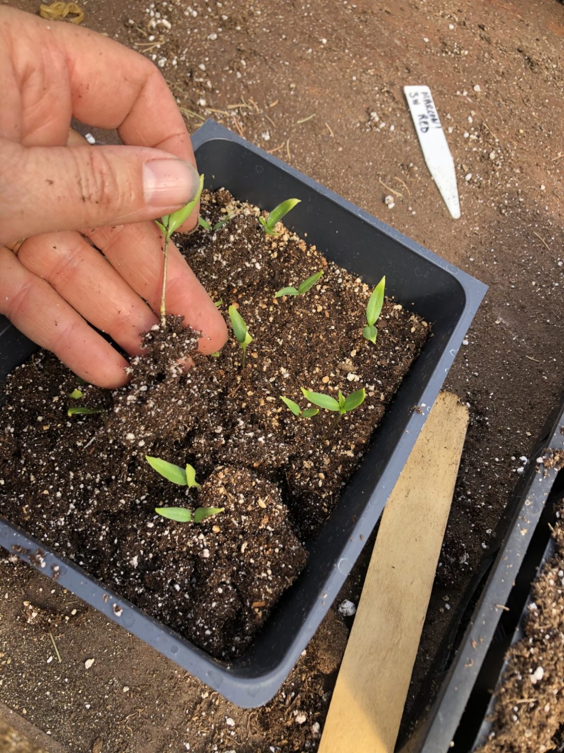 A Comprehensive Guide To Potting Up Garden Plants Gardening