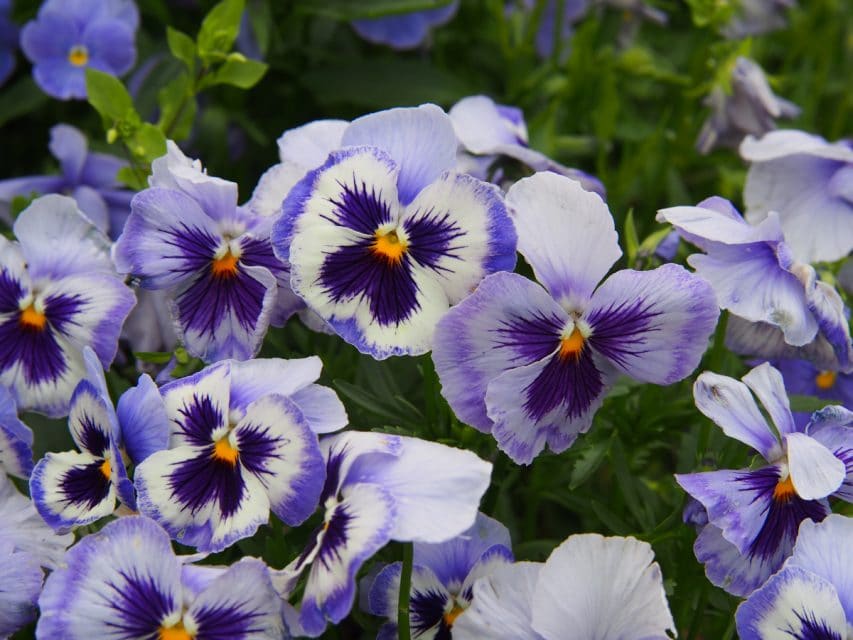 50 Pansy Varieties And How To Care For Them Gardening