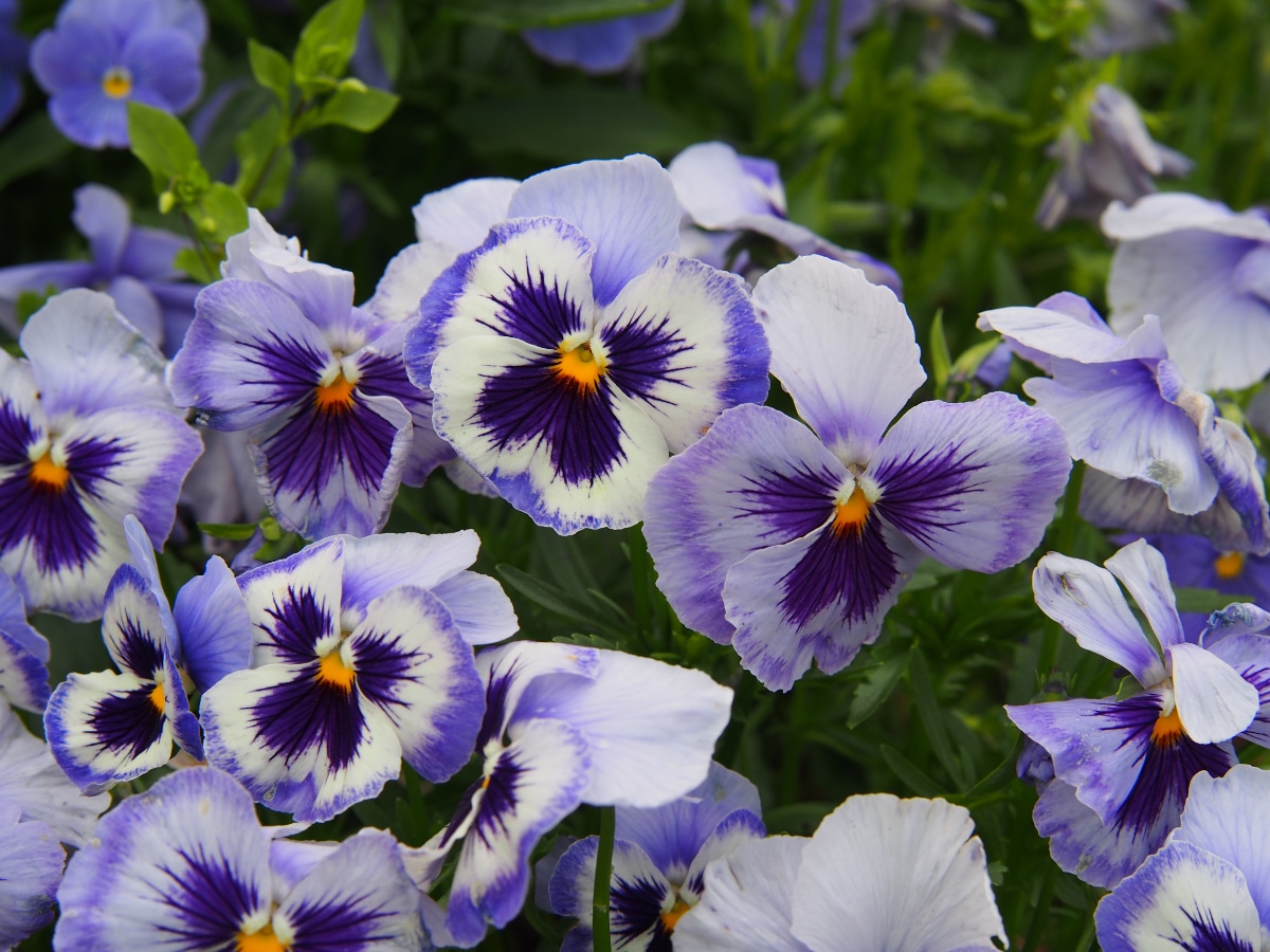 Adonis Pansy