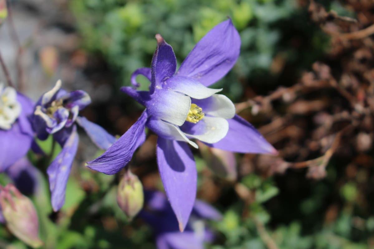 Alpine Columbine