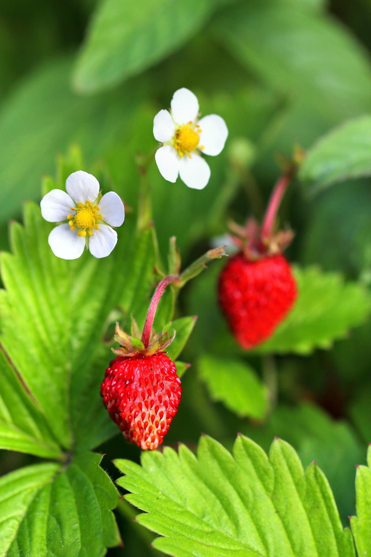 Alpine Strawberries
