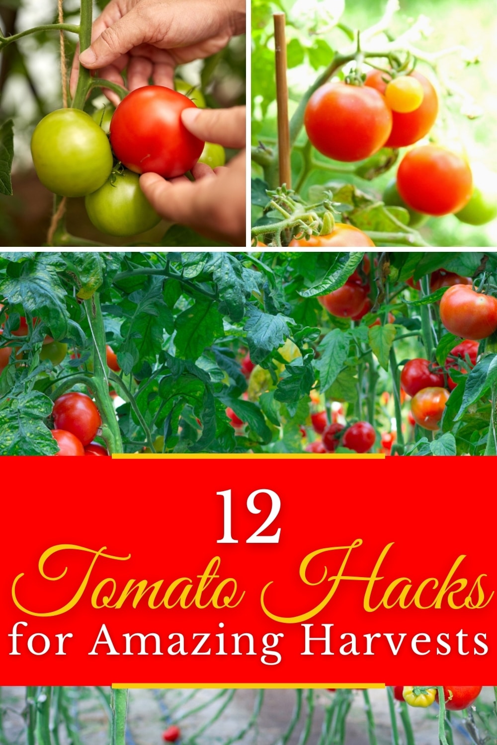 12 Tomato Growth Hacks for a High Yield Harvest - Gardening