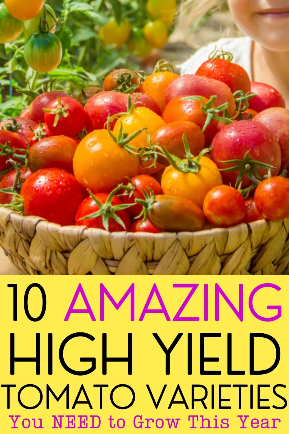 10 High Yield Tomato Varieties You Should Grow in Your