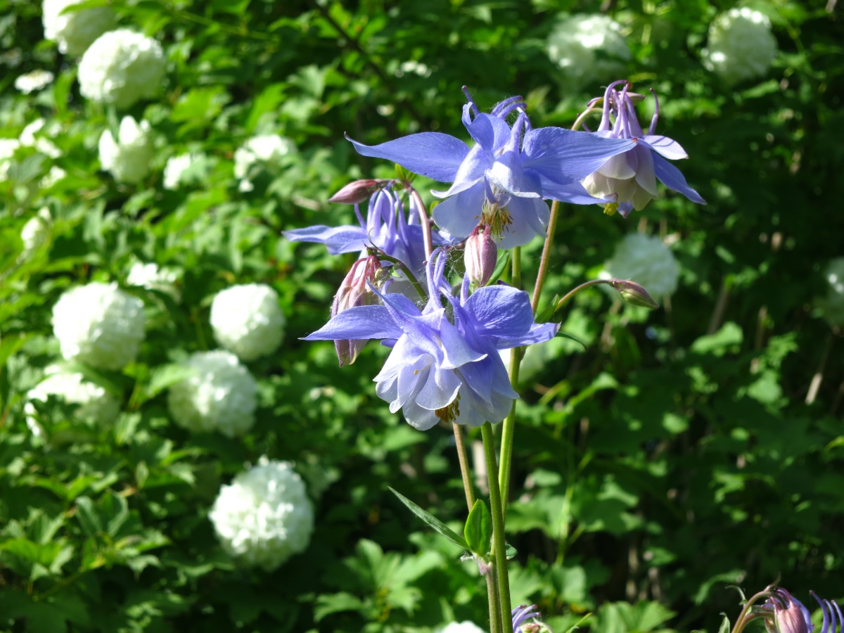 Aquilegia x Hybrid Columbine