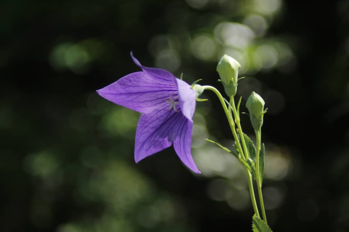 Balloon Flower