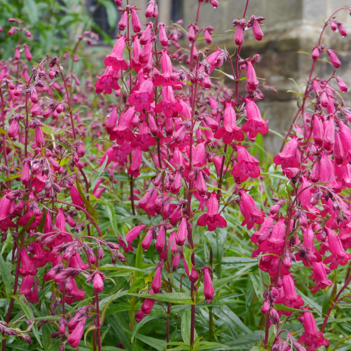 BeardTongue