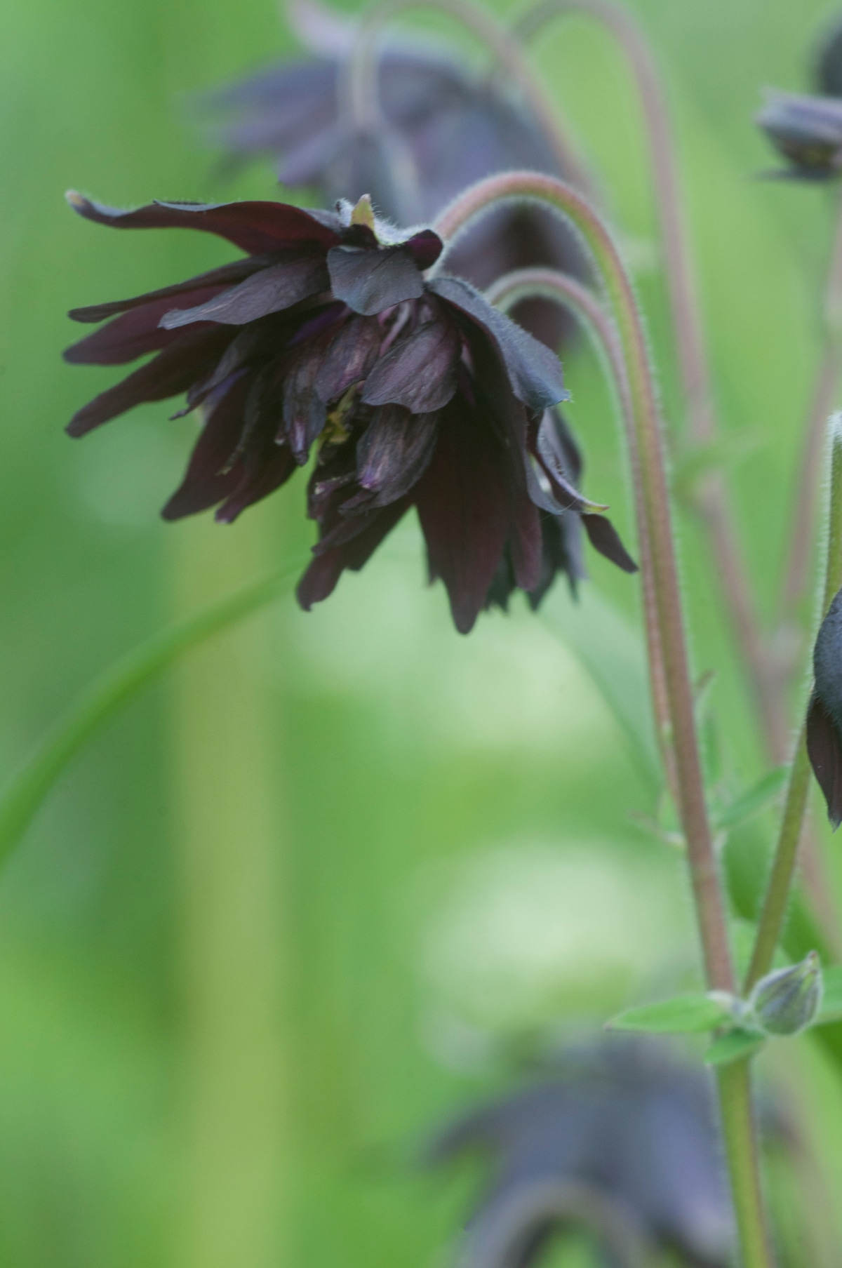 Black Barlow Columbine