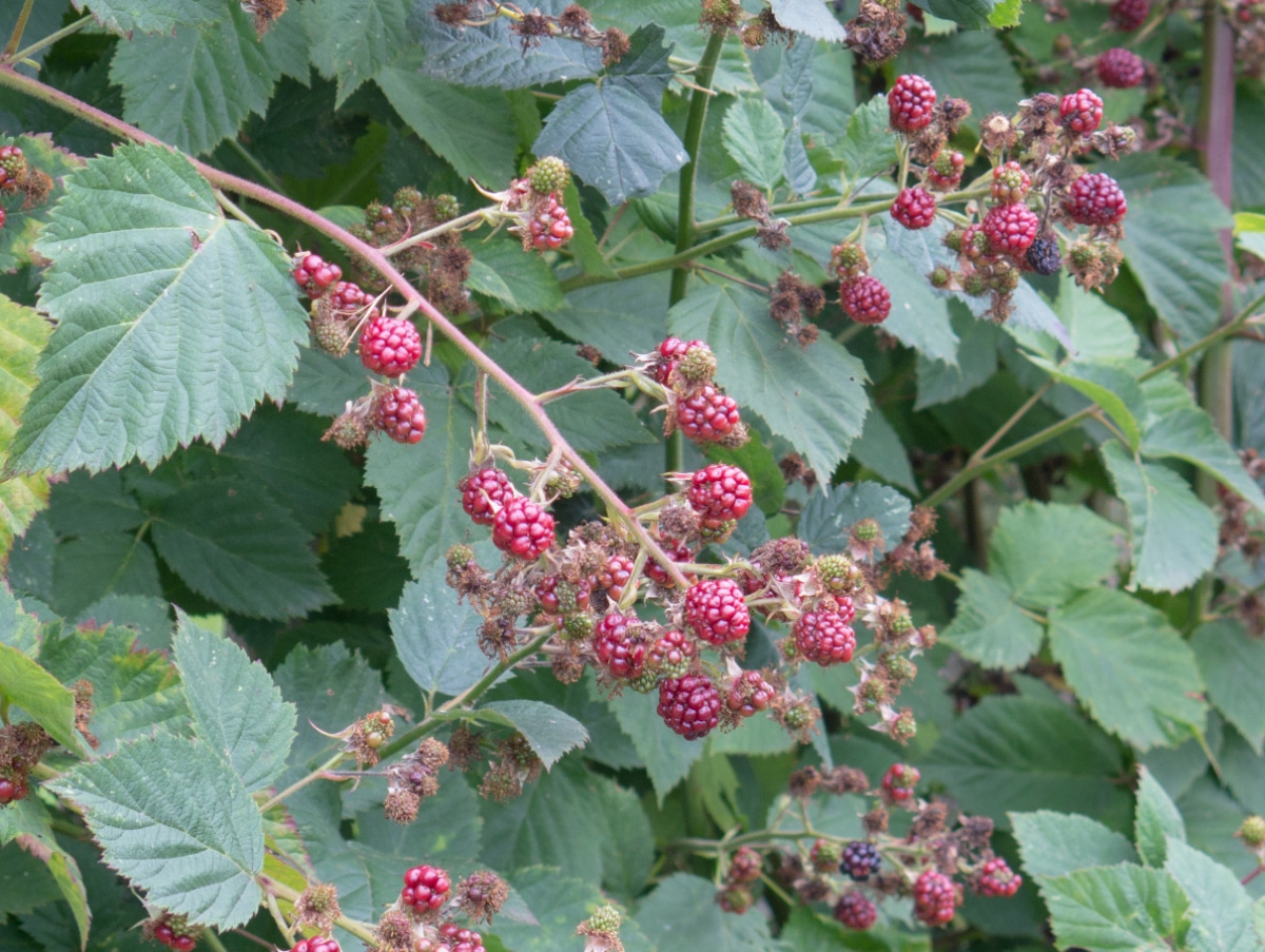 Black Satin Blackberries