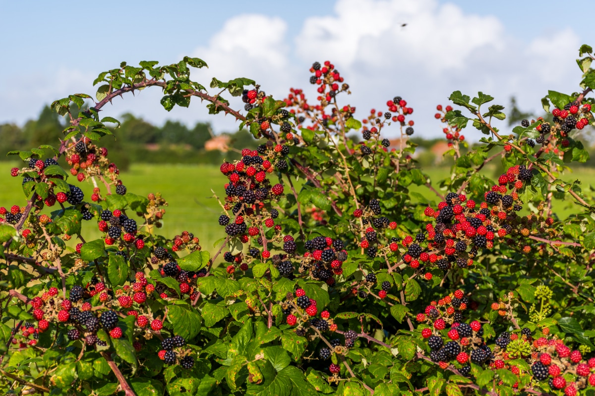 BlackBerry Bush