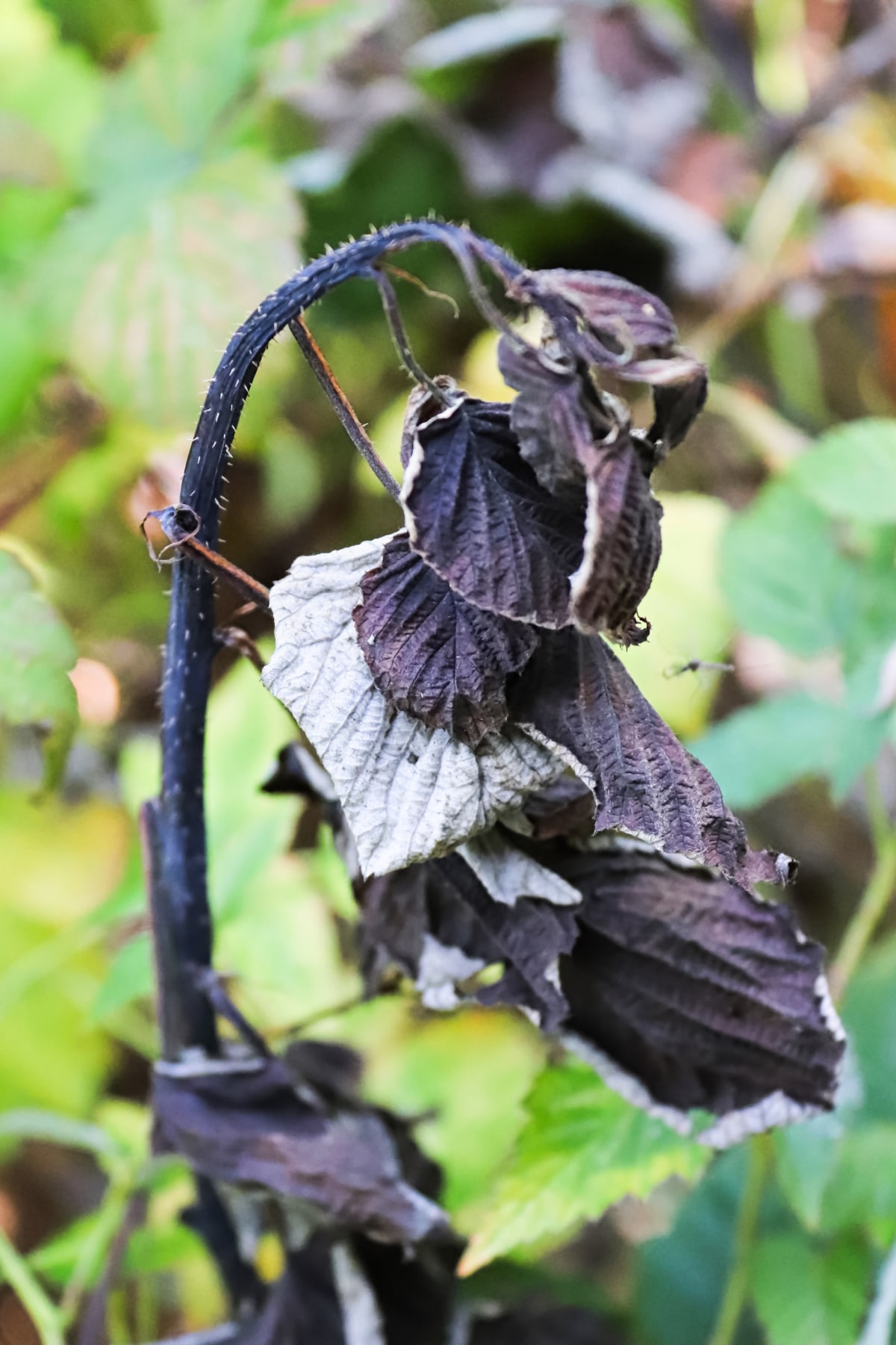 Blight on Raspberry