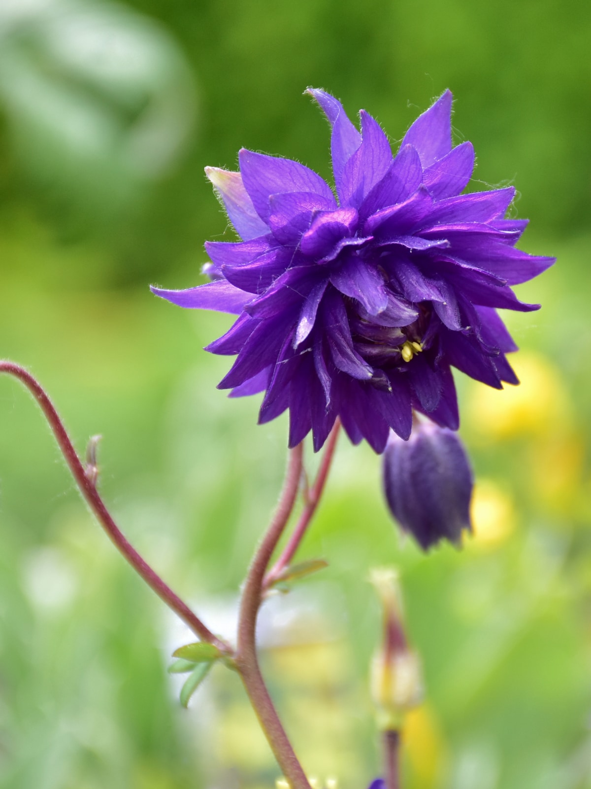 Blue Barlow Columbine