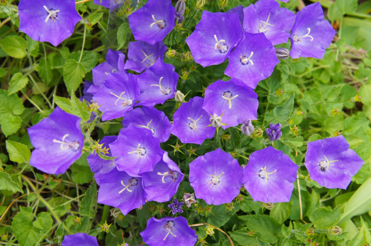 Blue Clips Bellflower