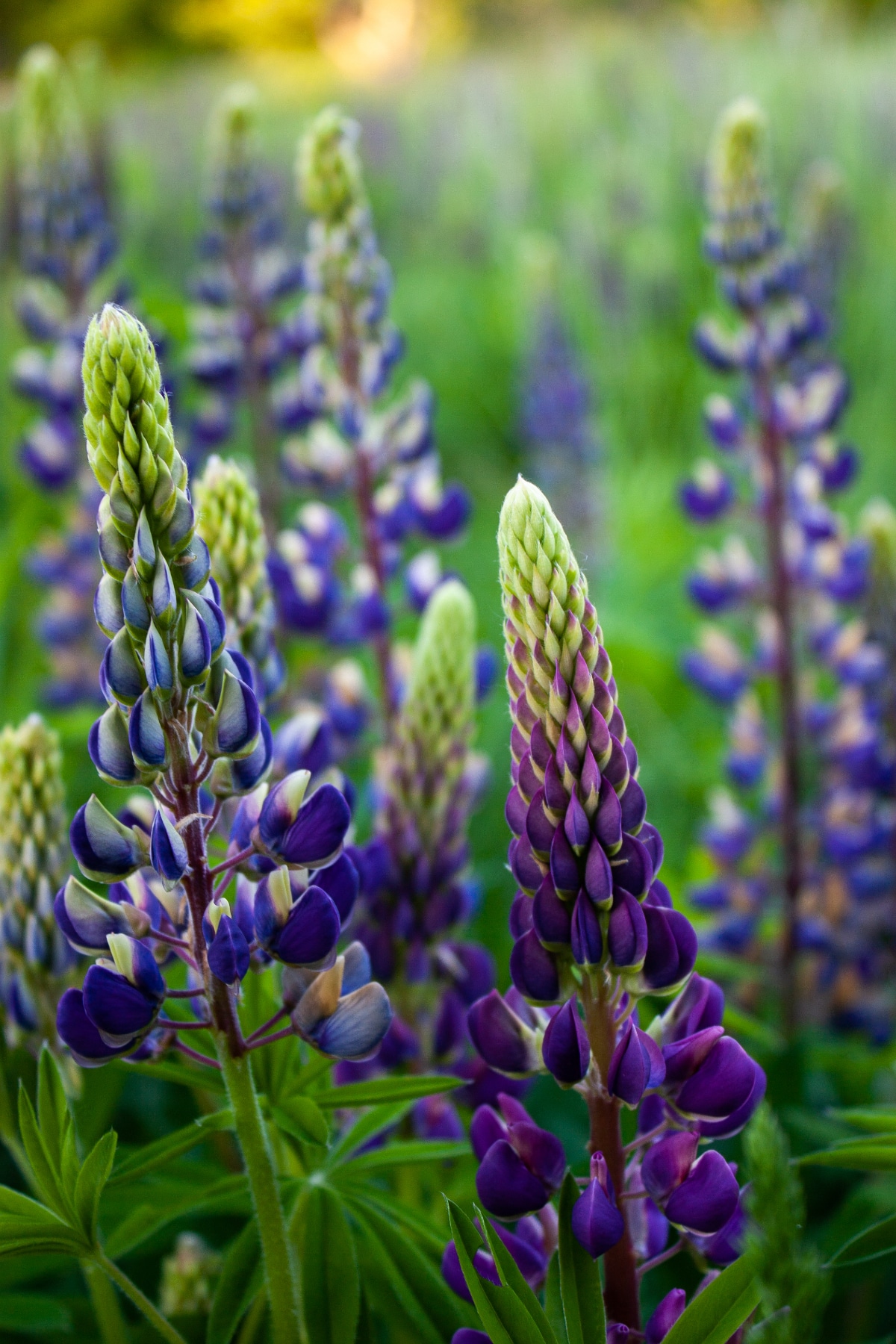 Blue Lupine