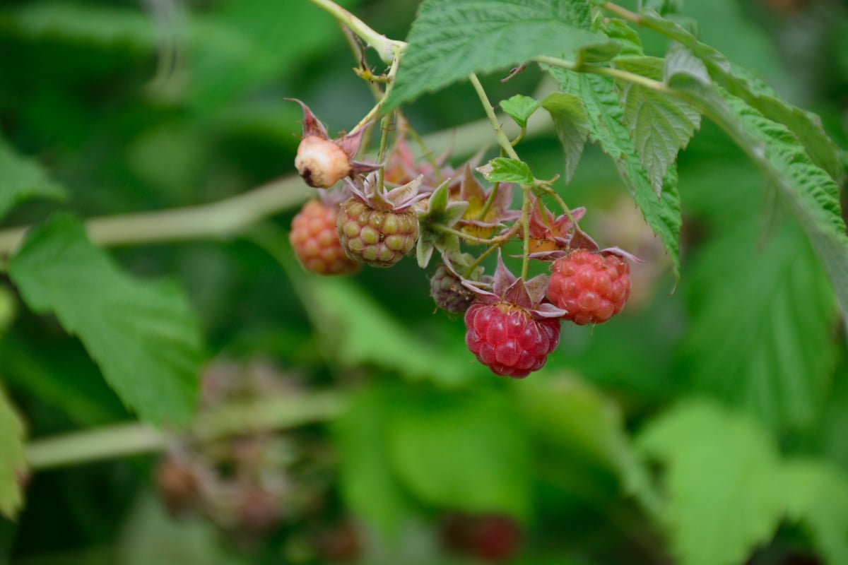 Boyne Raspberries