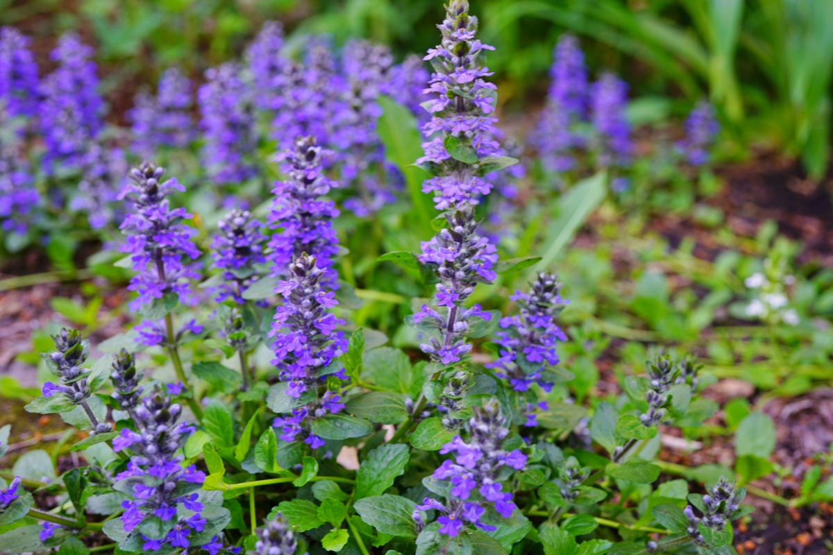 Bugleweed