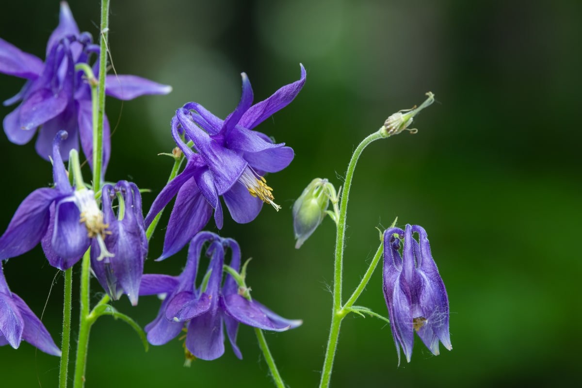 Bulgarian Columbine