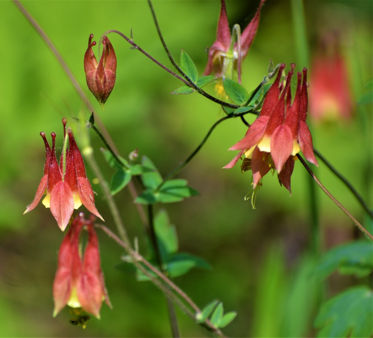 Canada Columbine