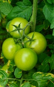 10 High Yield Tomato Varieties You Should Grow in Your Garden - Gardening