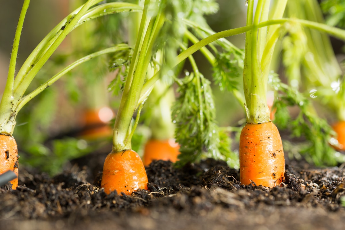 Carrots in Coffee