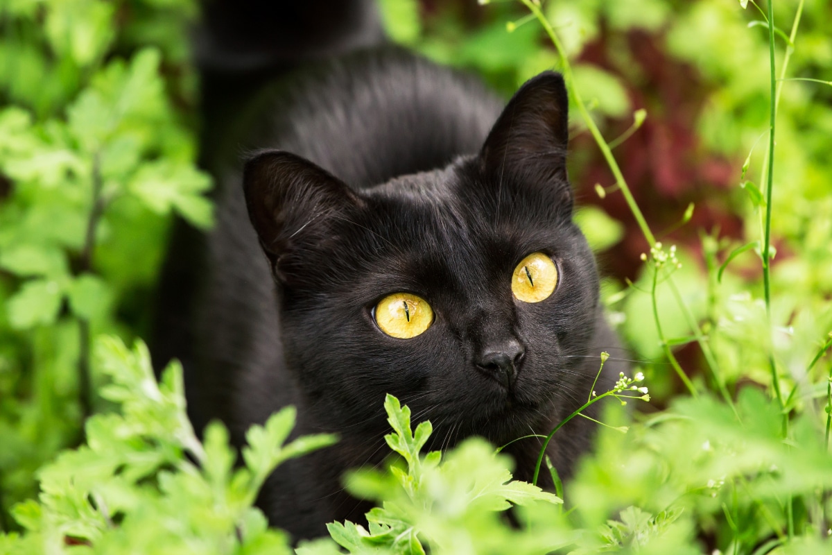 Cat in the Garden