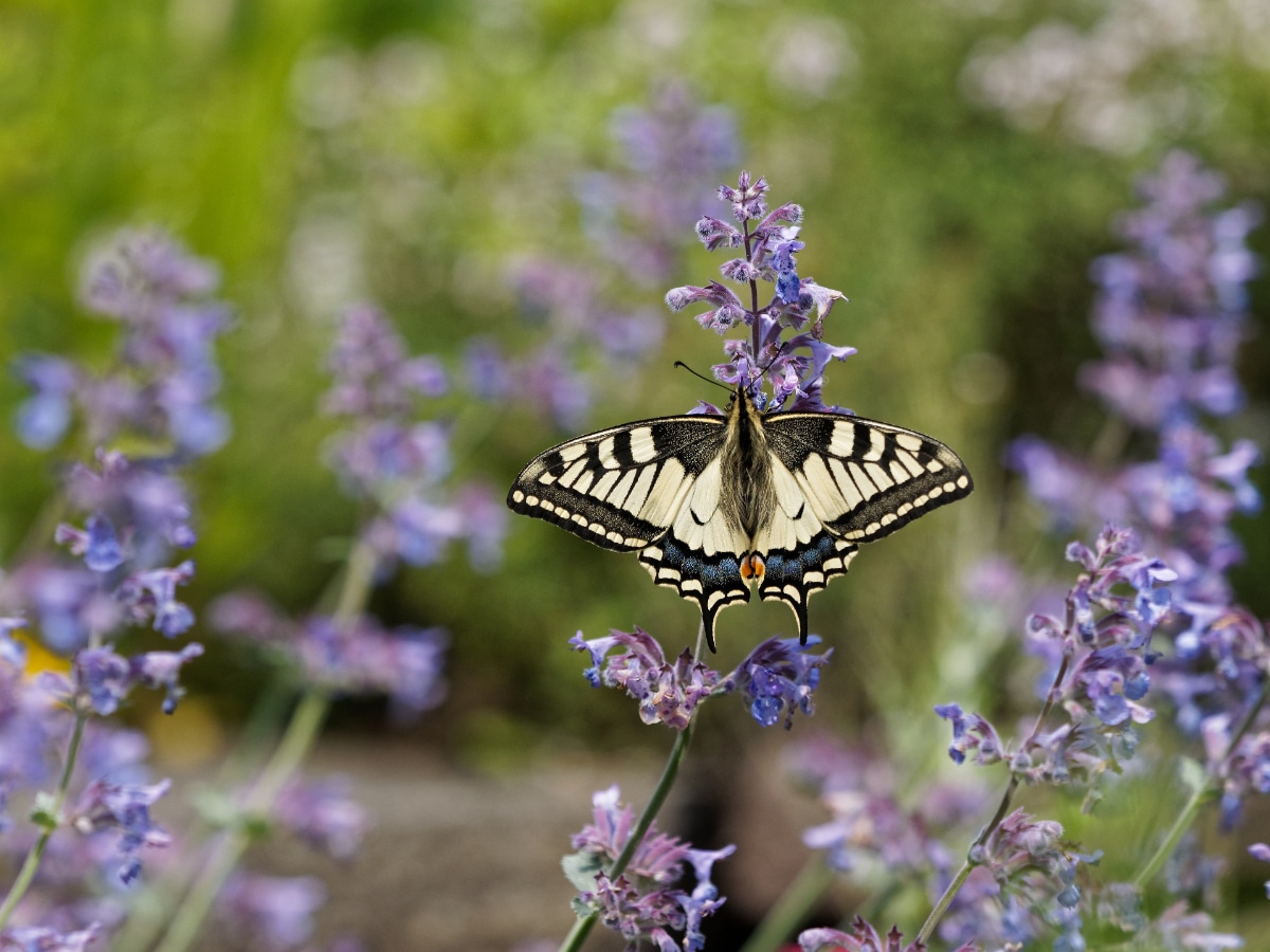 Catmint