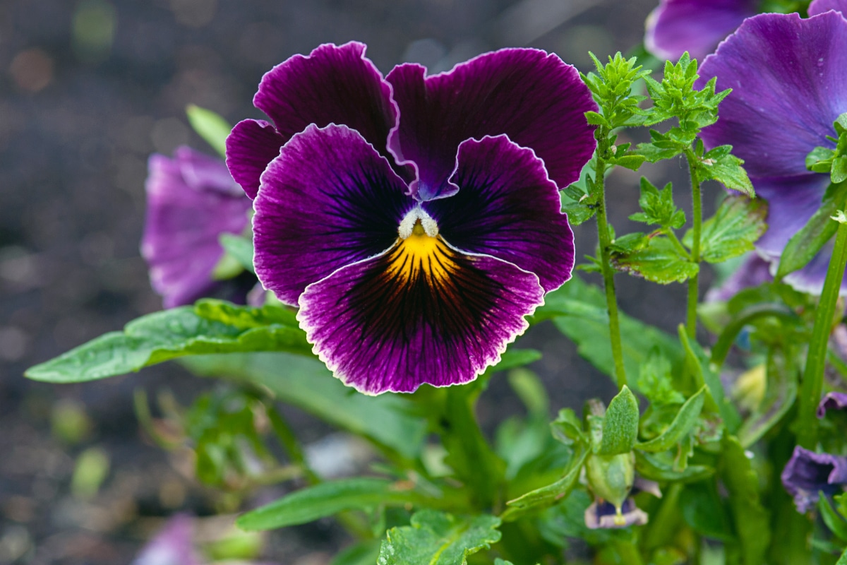 Pansy Forerunner Mix Seed Lovely Pansy 'Faces' Cold Tolerant  to 10 deg C