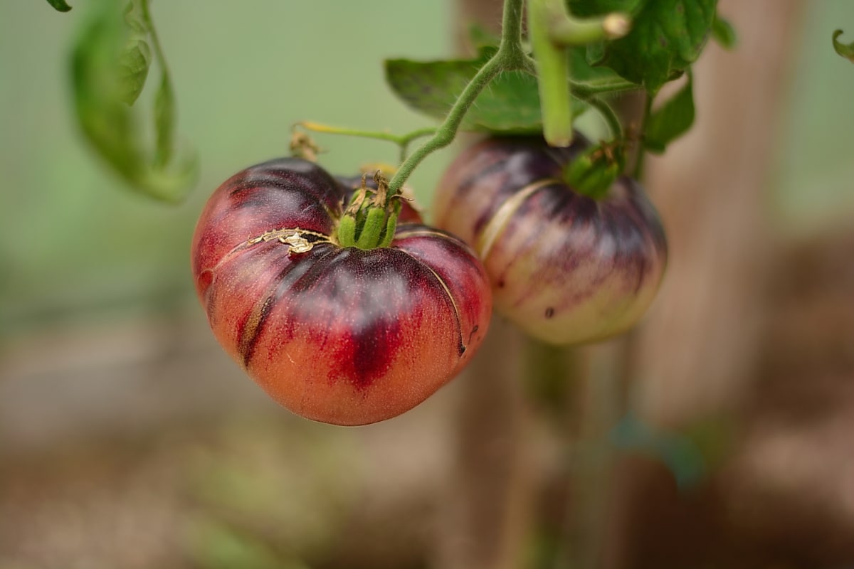 Cherokee Purple Tomato