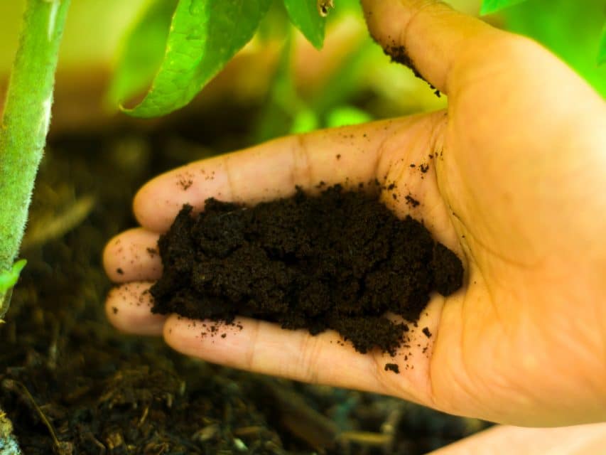 19 Top Tips For Using Coffee Grounds In The Garden Gardening