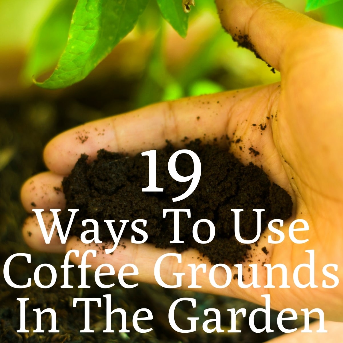 Image of Coffee grounds mulch bulk