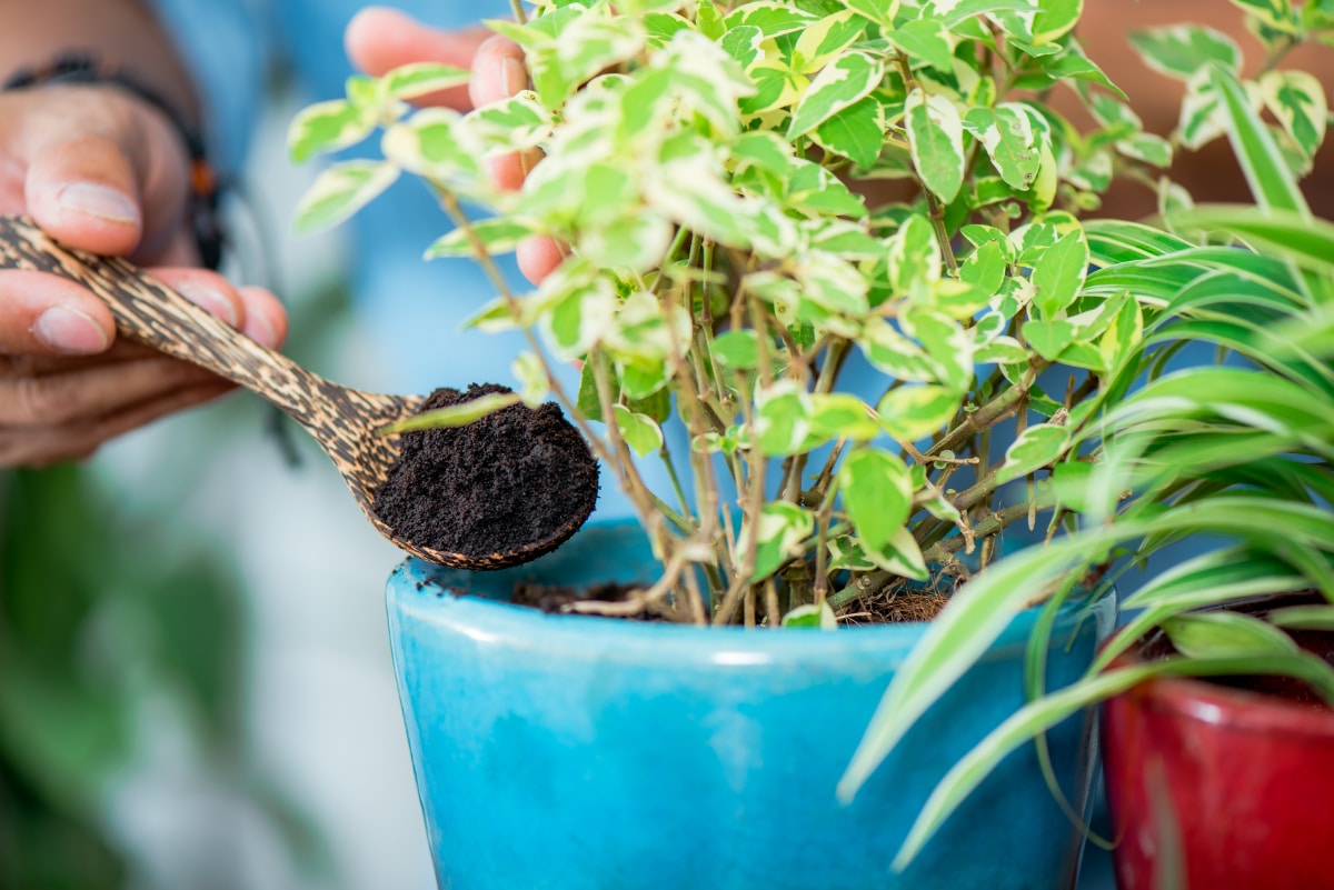 Coffee in Container Gardening